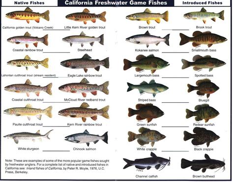list of freshwater game fish.